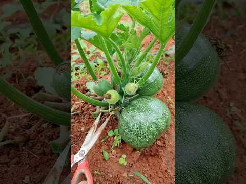 Why You MUST Remove Extra Pumpkins Early – Secret to Bigger Fruit