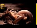 Centipede and Snake Interactions