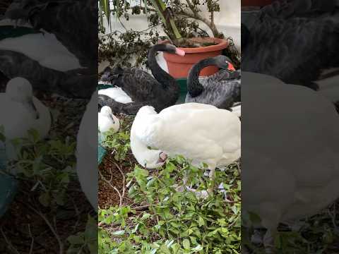 🦆 “You Won’t Believe What This Duck Just Did!”