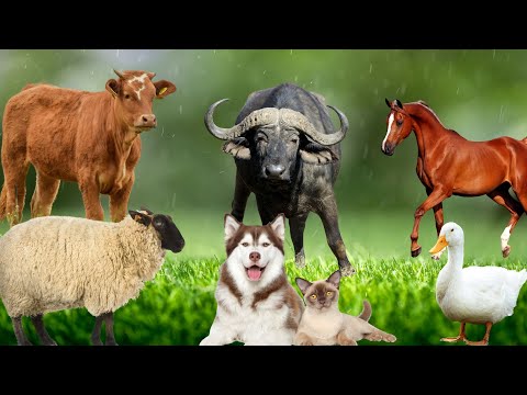 Funny Family Animals - Dogs, Cats, Rabbits, Goats, Ducks, Chickens, Sheep, Cows - Animal Sounds