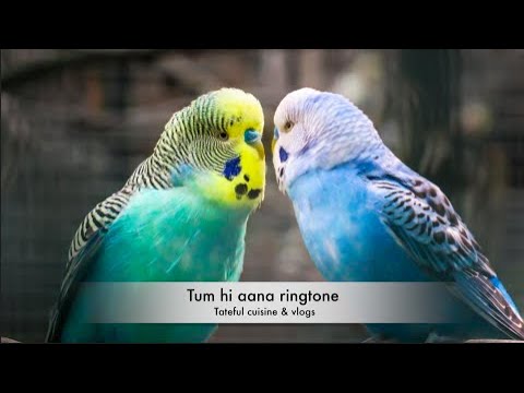 Tum hi aana ringtone #ringtone #tiktok #trending #tumhiaana #mobileringtone #Marjaavaan