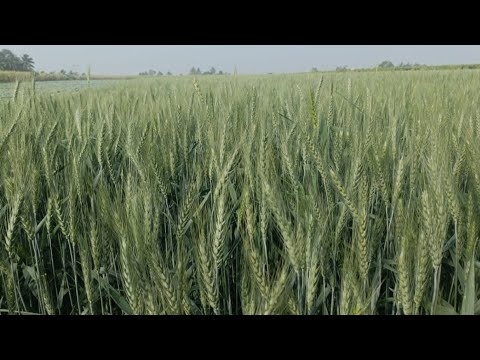 गहु उत्पादन जास्त मिळवण्यासाठी काय काय करावे??wheat crop Management