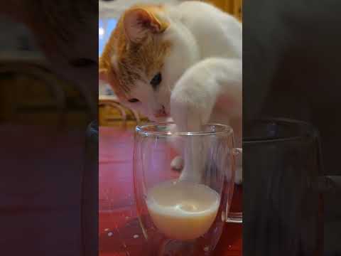 お願い•••やめて•フランスの猫、飼い主の牛乳を飲む