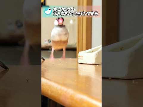 おパンツ文鳥のチョロチョロが可愛い💕 #文鳥 #javasparrow #birds #かわいい #shorts