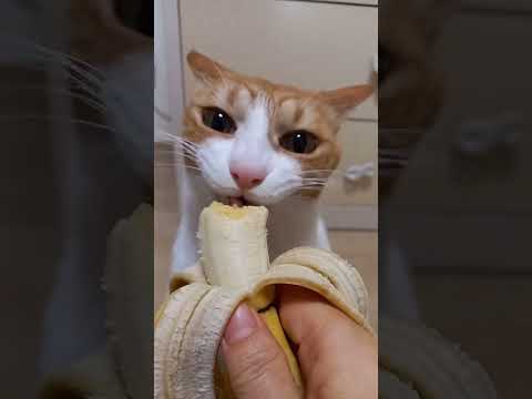 Tallulah and her stupid toupee lol