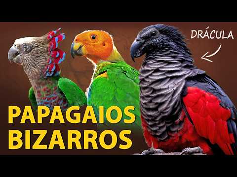 10 Papagaios MAIS BIZARROS do MUNDO!