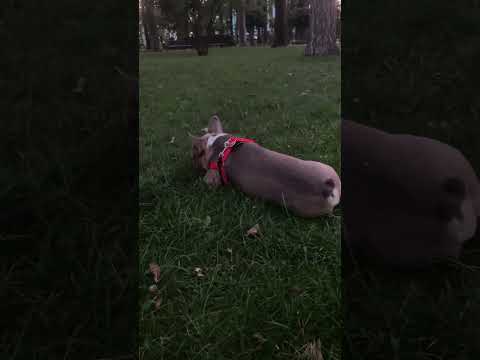 #anime #music #animeedit #edit #weeb #frenchbulldog #tandemmtb #bulldogfrances #puppy #frenchie