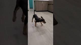 Dancin Paws & Groovin Jaws