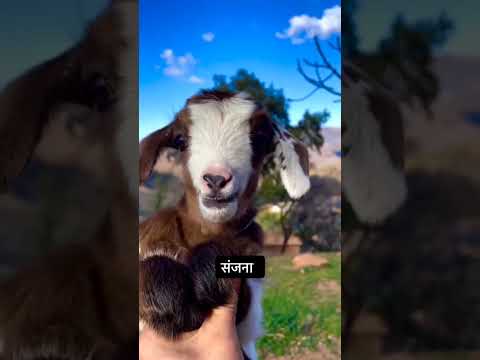 wait for end shaloni,😆😆😆😭😍😭😭😍#comedy #viralvideo #viralreels #funny #trendingvideo  #youtubeshort