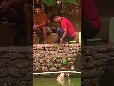 peraturan konyol di pemancingan #viralshort #mancing #fishing #ikan
