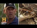 Snake Capture and Behavior Assessment