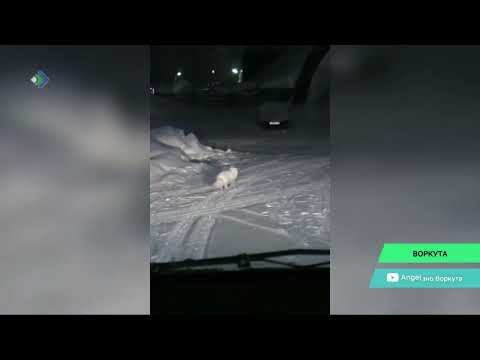 По улицам Воркуты бегают дикие песцы