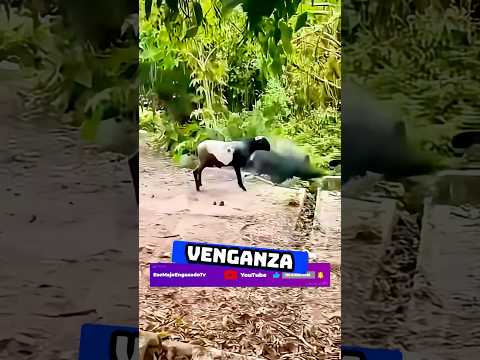 🐐🆚🐗 La venganza de una cabrá contra un Cochon | #EseMajeEngasados #LaCarpetaDeLosVRGzos #shorts
