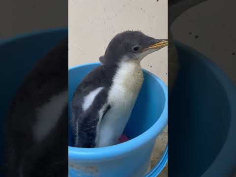 猫の動画サムネイル - 6/2ふ化🐣ジェンツーペンギン生後36日目