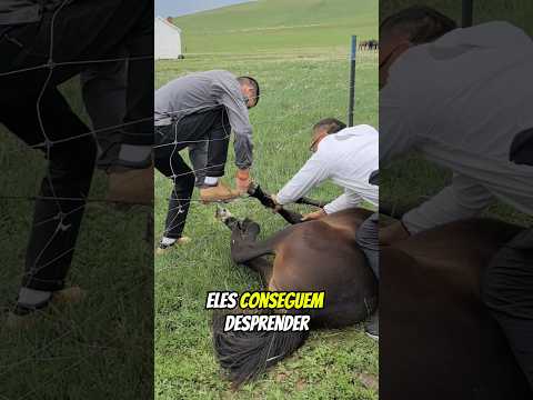 ESSA CAVALO FICOU BASTANTE AGRADECIDO APÓS A NOBRE ATITUDE DESSES HOMENS
