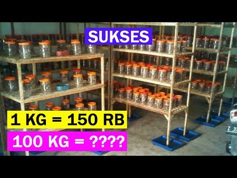 Cara Ternak & Budidaya Kroto Media Botol / Toples Rumahan Sukses