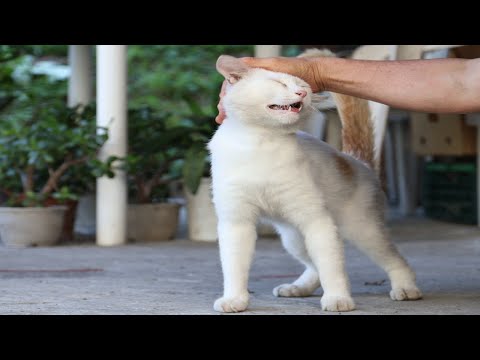 野良猫だった頃のしらたまにちゅーるとナデナデを楽しむ動画 サムネイル