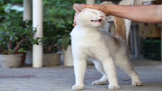 野良猫だった頃のしらたまにちゅーるしてなでなで　250923