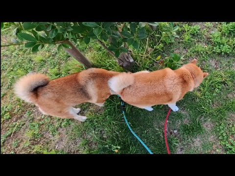 秋のウラニワ駅前での祭りと犬との交流を映した映像 サムネイル