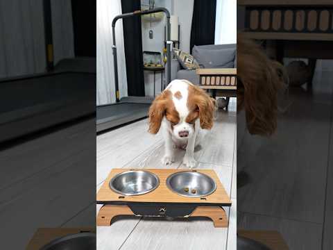 Köpek aç kaldı ! 😳😔#köpek #köpekler #komedi #eğlence #comedy #funny #shorts