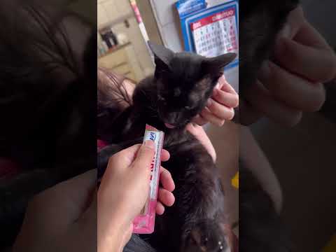 Gato com verme saindo do rabo