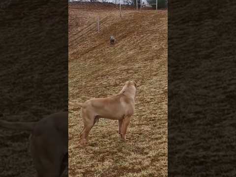 Female Presa Canario wants to attack 🛑#shorts #canecorso #presacanario #doberman #italianmastiff