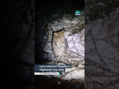 Lynx released illegally in Highlands 'has died', keepers say #itvnews news