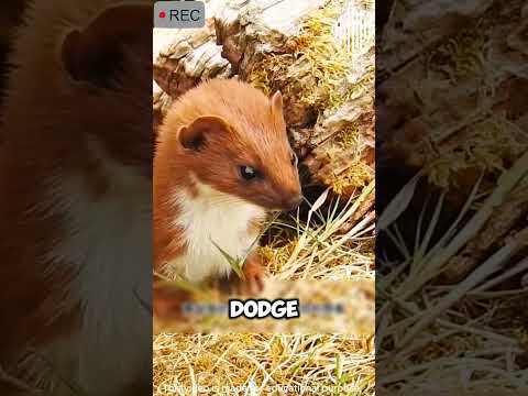 The Weasel’s Final Raid: How a Clever Cat Ended Its Reign of Terror! #shorts #viralvideo