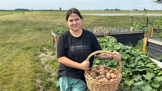 Garden update and Harvesting Potatoes 🥔 