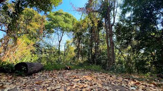 Forest Sounds for Relaxation & Meditation | Soothing Nature Sounds (Birds Chirping)