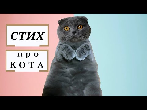 Забавный стишок про шаловливого кота - стихи про котов