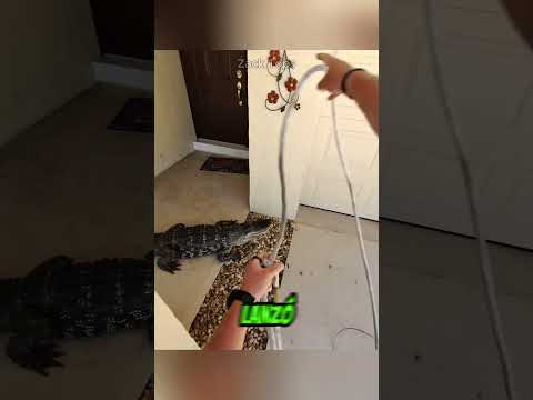 Encontró un cocodrilo en la puerta de su casa