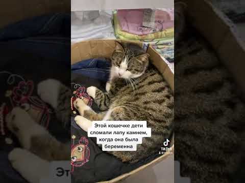 Котику Ральфу присмотрели подружку