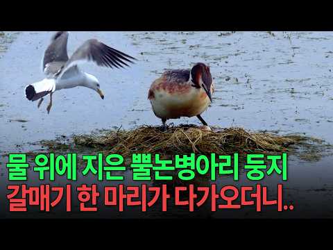 둥지에 갈매기 한 마리가 다가오더니.. 찰나의 순간에 벌어진 뿔논병아리의 비극 [다큐인사이트-야생탐사 프로젝트 와일드맵 물이 만든 별천지, 시화호] KBS 20191003