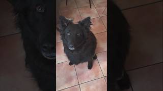 Hund bekommt Medikamente #dogmom #dogmoments #dogshort #vlogger #cutedog #hund