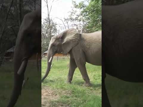 Elephant predicts Germany Euros win