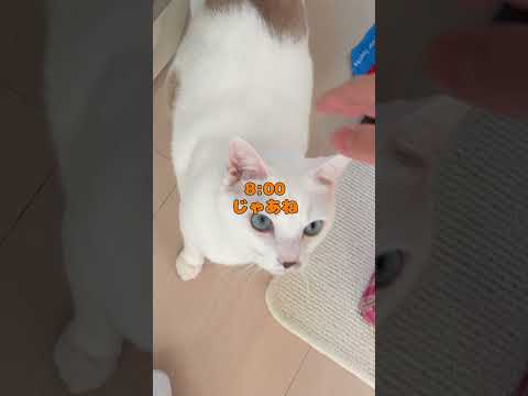 人間みたいな生活をする弟猫の1日