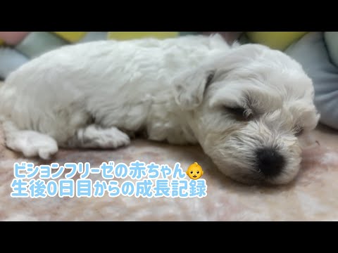 ビションフリーゼの兄弟👶産まれました🤍