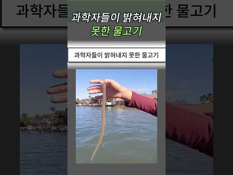 과학자들이 밝혀내지 못한 물고기