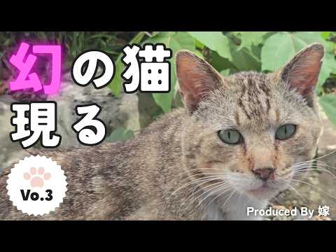 古民家に引っ越したら様子がおかしい野良猫が来た【保護猫/靴下猫/サバトラ】