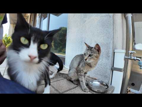 【猫島】島で唯一の自販機でお茶を買って休憩したら猫が寄り添ってきた