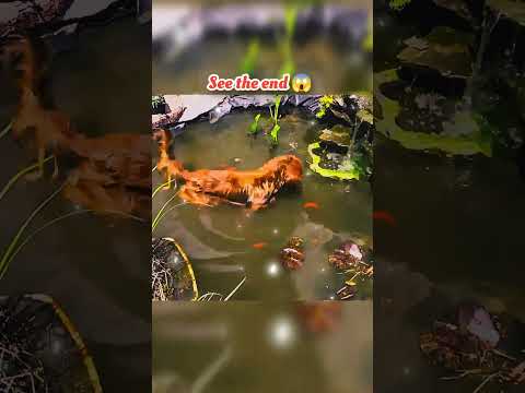 wait for end 😱 #trending#animals#wildlife#lion#shorts#youtube