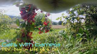 Cat with camera takes a summer walk outside