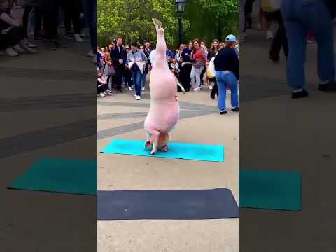 猪都会功夫了！ #杂技 #摔跤 #台上一分钟台下十年功 #武术 #dance #中國功夫