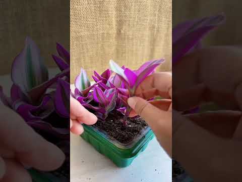 How to growing flowers in pot #diy #plants #flowers #garden #shorts #2025