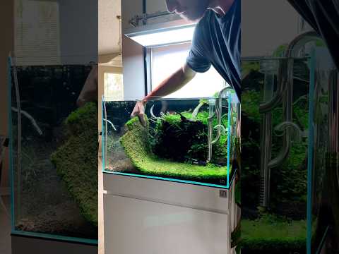 Replace the old substrate and add new aqua soil #shorts