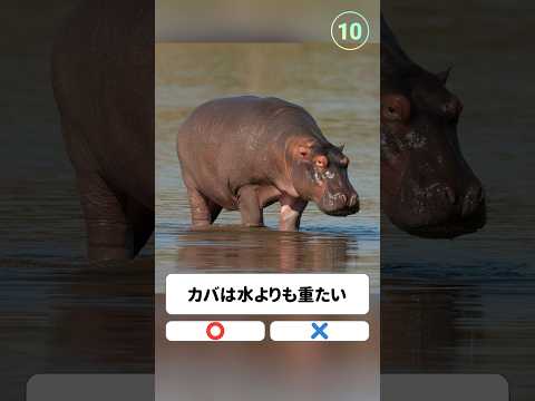カバは水よりも重たい。〇か×か。