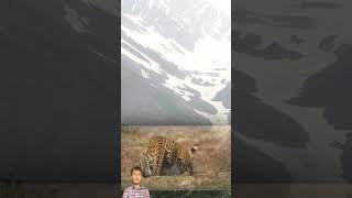 The Most Clever Wild Life Animal Documentary