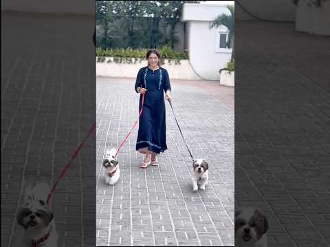 Every Dog Mom Can Relate! 🐾 No Alarm Needed ⏰ 🐶 #viralvideo #pets #funny #ytshorts #youtubeshorts