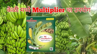 अरविंद कल्याण राहणार नायगाव बाजार यांनी केळीमध्ये मल्टिप्लायर चा वापर केल्यानंतर आलेला अनुभव